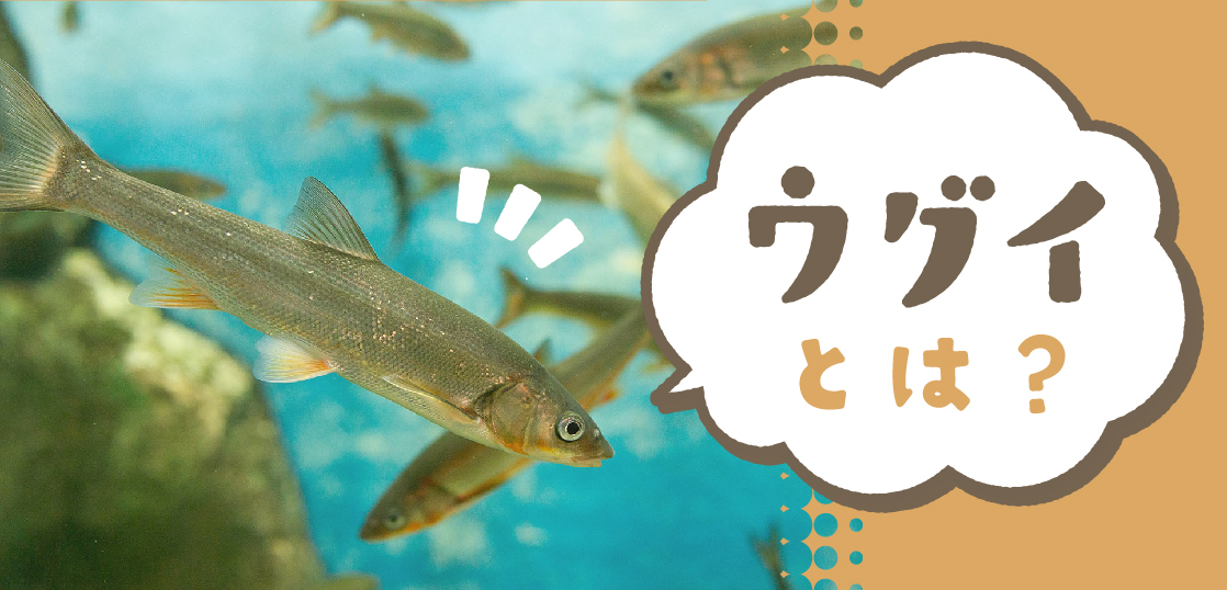 ウグイってどんな魚 日本ウグイ協会